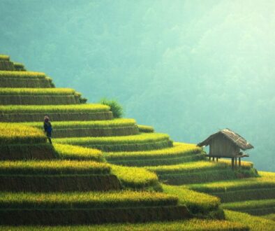 agriculture rice plantation thailand 1807581