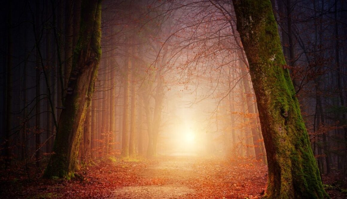nature forest trees light sun fog 3151869